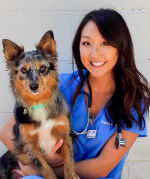Stanton Animal Hospital Fayetteville Ar 72703 About Us Dr Sarah Kim